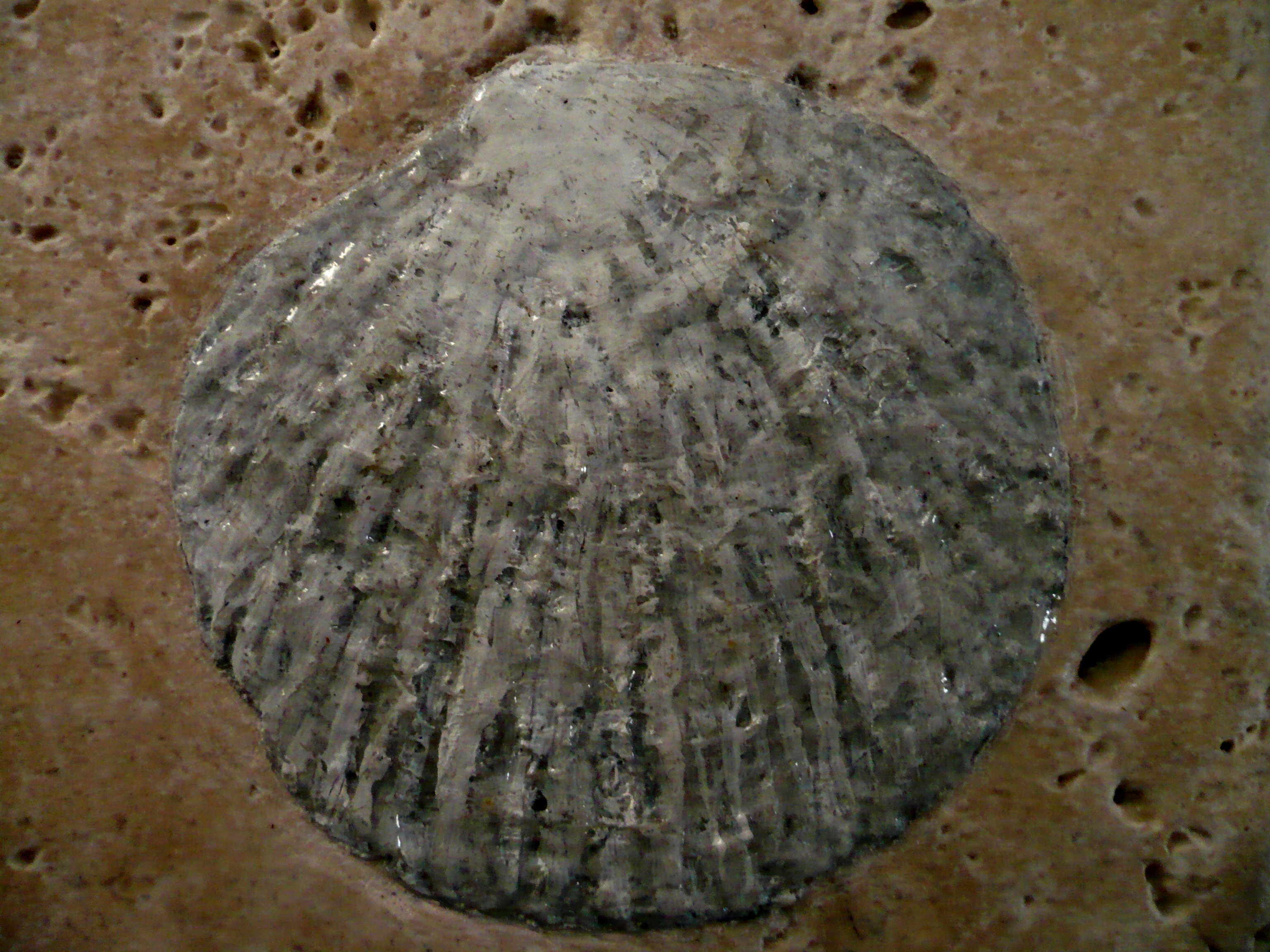 Pacific Tiger Lucine