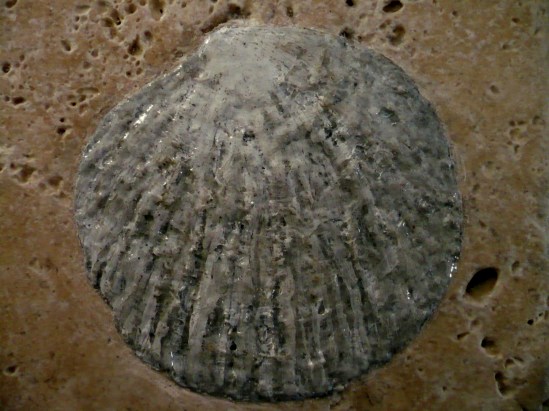 Pacific Tiger Lucine