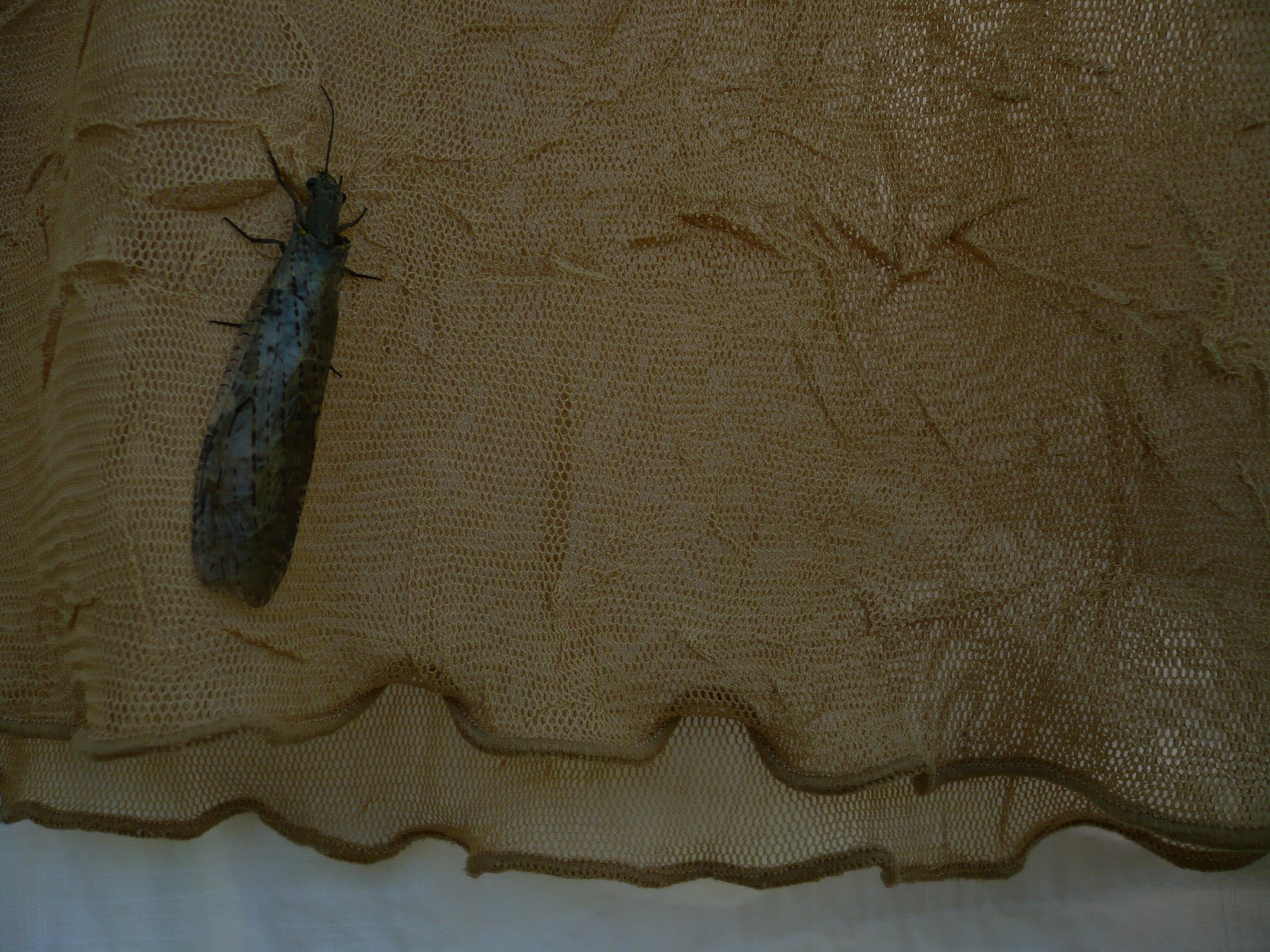 Flying creature on laundry