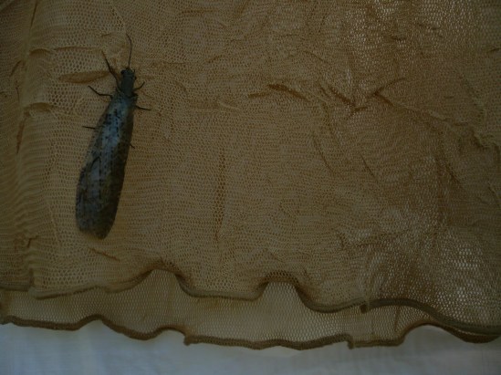 Flying creature on laundry